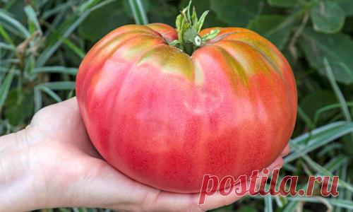 Биф-томаты: удивительные сорта с фото и описанием