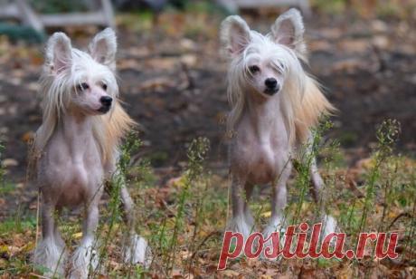 Китайская хохлатая собака — фото, описание породы, особенности голой разновидности