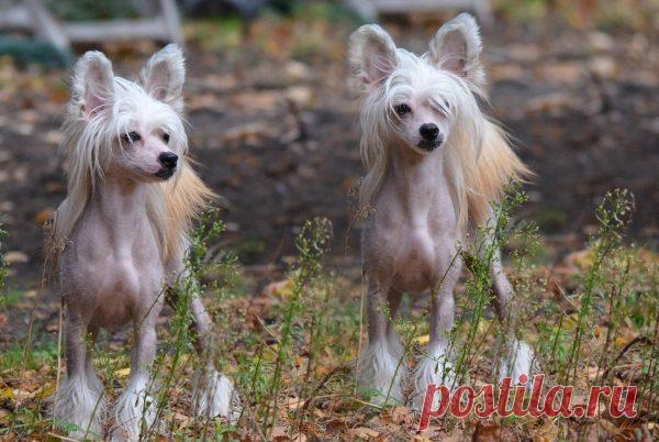 Китайская хохлатая собака — фото, описание породы, особенности голой разновидности