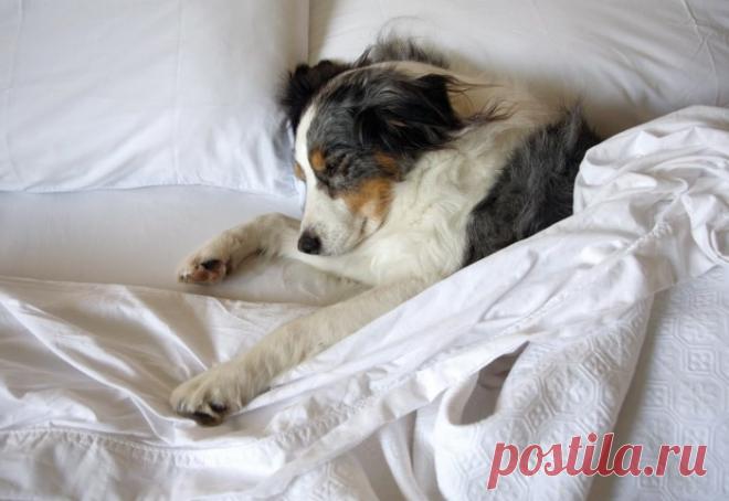 Как очистить мебель, ковры, постельное белье и одежду от шерсти домашних животных