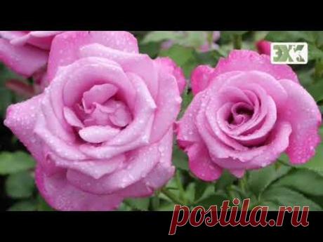 ПЛЕТИСТЫЕ РОЗЫ