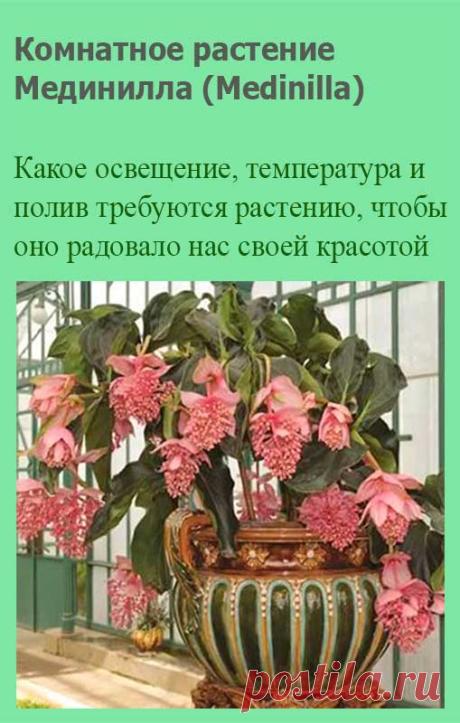 Комнатное растение Мединилла (Medinilla). Родина растений, названных в честь губернатора одной из испанских колоний Мединилла, - тропические леса Африки и Мадагаскара. Несмотря на величину, мединилла растение нежное. Если горшок двигать или часто поворачивать, растение может сбросить бутоны и даже листья. Цветение начинается весной или летом.