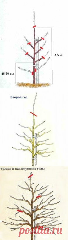 Поэтапное формирование кроны сливы | Дача - впрок