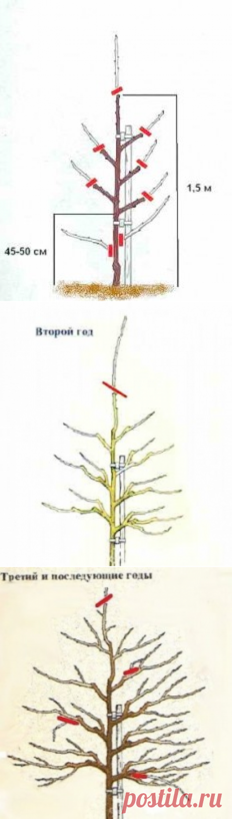 Поэтапное формирование кроны сливы | Дача - впрок