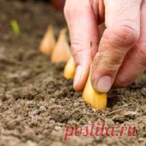 Как я готовлю лук-севок к посадке - МирТесен