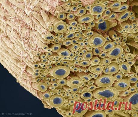 Пучок нервных волокон под микроскопом.