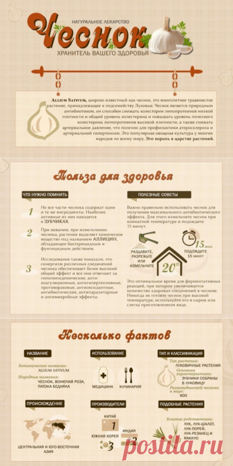 Чеснок - польза для здоровья