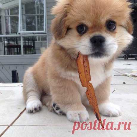 Симпатичные зверушки / Питомцы