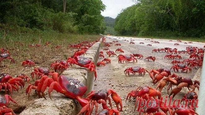 Миграция крабов на острове Рождества