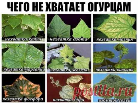 Сажаю огурцы по методу своей тётушки.
Прошлой весной мы ездили к родственникам в Белоруссию и привезли оттуда способ посадки огурцов в грунт, которым пользуется моя тетя, Надежда Ивановна, уже не один десяток лет. Для посадки она готовит следующие компоненты: перегной, древесную золу, кипяток и собственно семена. Инструмент, применяемый в этой операции, всем известен — это лопата. 
Копает небольшую грядку длиной 2 м и шириной 60–70 см. В ней делает лунки в шахматном порядке «через клетку»: одн