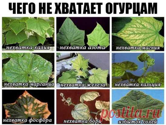 Сажаю огурцы по методу своей тётушки.
Прошлой весной мы ездили к родственникам в Белоруссию и привезли оттуда способ посадки огурцов в грунт, которым пользуется моя тетя, Надежда Ивановна, уже не один десяток лет. Для посадки она готовит следующие компоненты: перегной, древесную золу, кипяток и собственно семена. Инструмент, применяемый в этой операции, всем известен — это лопата. 
Копает небольшую грядку длиной 2 м и шириной 60–70 см. В ней делает лунки в шахматном порядке «через клетку»: одн