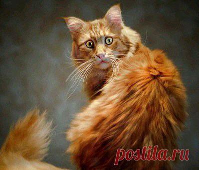 Приложение "Открытки"
Танюль Львенок Независимый