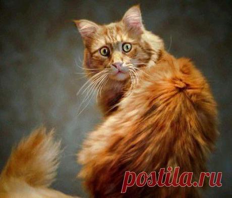 Приложение &quot;Открытки&quot;
Танюль Львенок Независимый