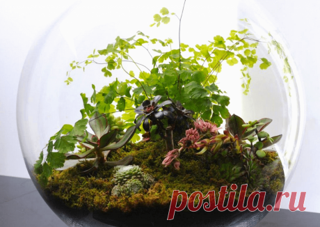 Флорариумы: виды, описание, идеи оформления ~ Planetalsad