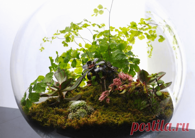 Флорариумы: виды, описание, идеи оформления ~ Planetalsad