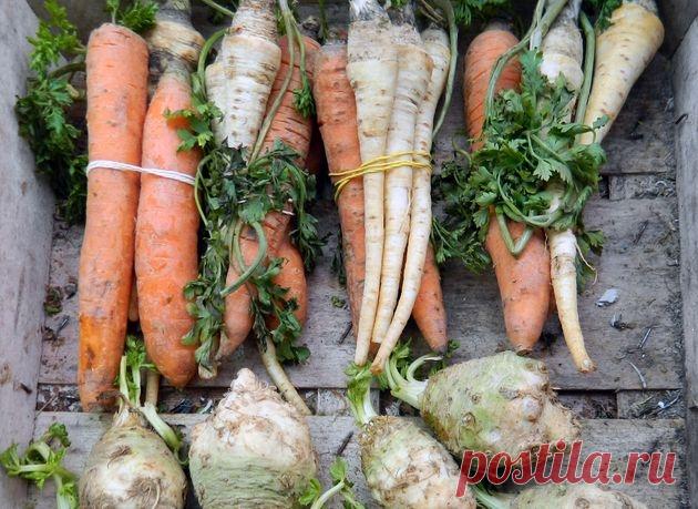 Какие овощи перезимуют на грядке, не потеряв товарные качества и полезные свойства - МирТесен