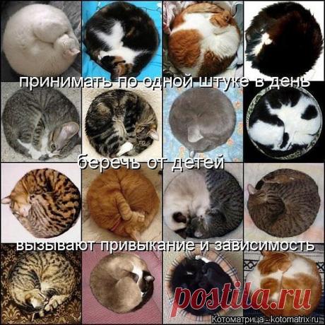 Котоматрица - пятничный позитив..