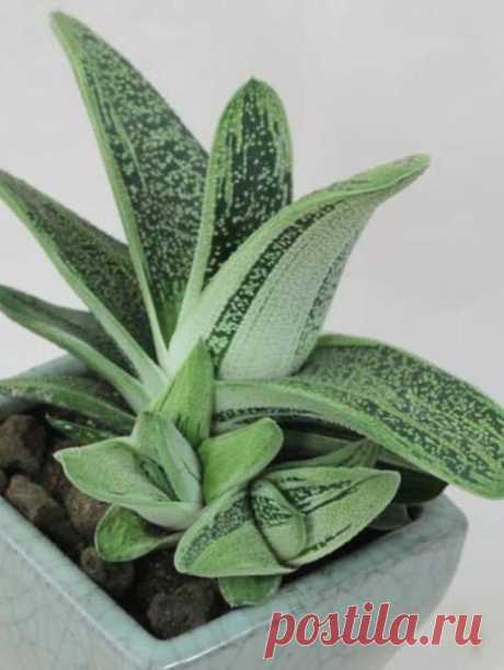 Гастерия "Little Warty"