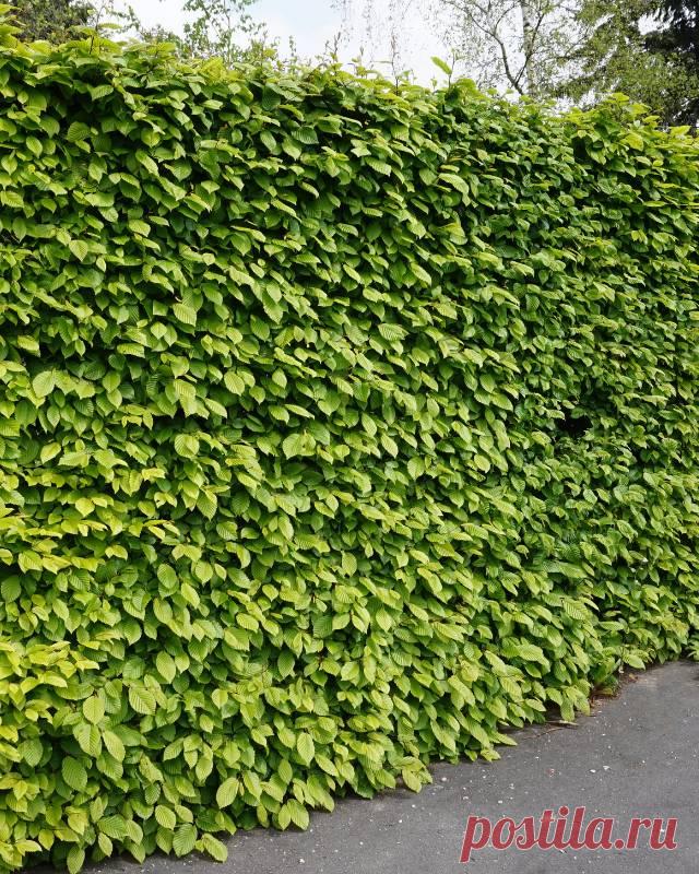 Выбор растений для живой изгороди, как ее посадить и ухаживать за ней — Домашние