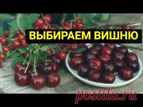Как правильно выбрать для посадки сорт вишни, который ничем не разочарует