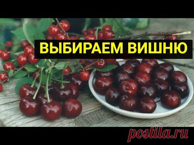 Как правильно выбрать для посадки сорт вишни, который ничем не разочарует