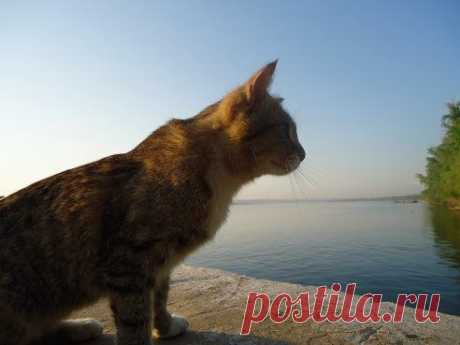 Казахстанский ДАЧНИК - ЦВЕТОВОД – Наталья Чернова(ПОЛЕНИЧКИНА) добавила фотографию в альбом № 44 - НАШИ ЖИВОТНЫЕ и &quot;незваные&quot; ГОСТИ....