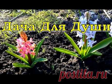 Первые работы с ЦВЕТНИКАМИ в саду🌻🌻🌻