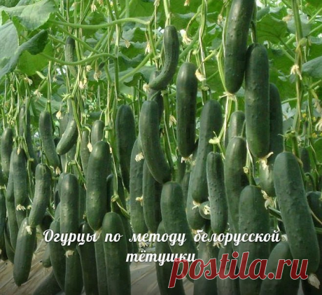 огурцы