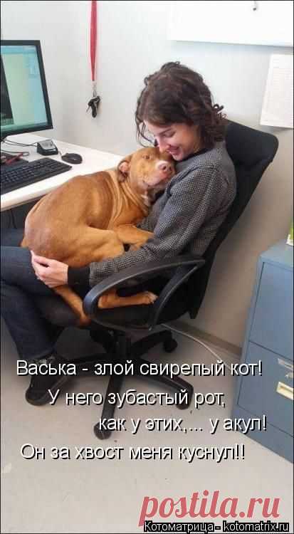 Лучшие котоматрицы недели / Питомцы
