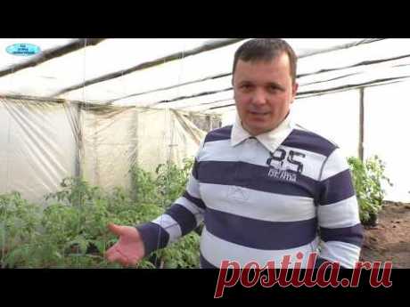 Пасынкуем томаты с двойной пользой- когда и как мы это делаем!