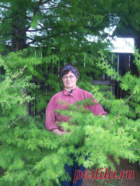 И в саду растут лиственницы