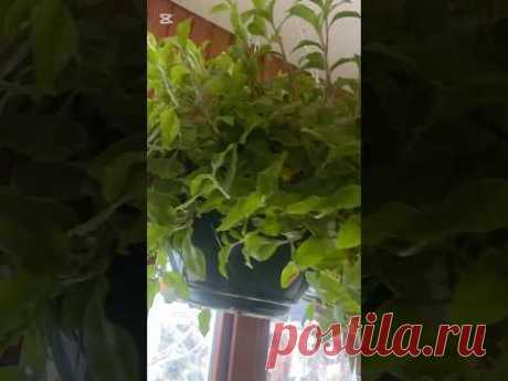 Традесканция будет радовать пышным кустиком! Черенки!