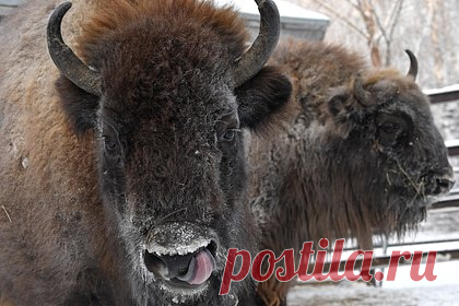 В Мордовский заповедник привезли восемь краснокнижных зубров. В Мордовский государственный природный заповедник привезли восемь особей зубров, занесенных в Красную книгу России в рамках работы по восстановлению популяции этих животных. Отмечается, что они перенесли переезд хорошо. На период акклиматизации зубры помещены в отдельный загон.