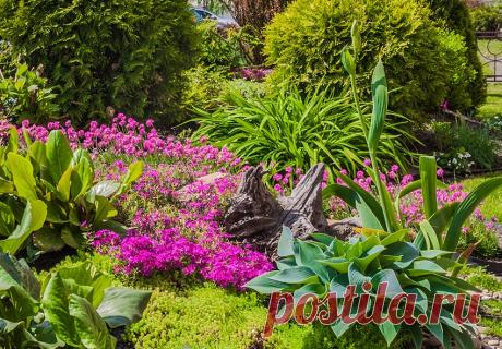 Як вибрати хосту? Дізнайтесь зараз «Блог Флоріум.юа» Як вибрати хосту? Найважливіші пунтки при виборі хости, де її використовують в саду і на клумбі - «Блог Флориум.юа»