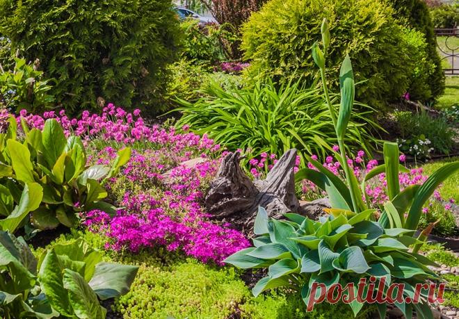 Як вибрати хосту? Дізнайтесь зараз «Блог Флоріум.юа» Як вибрати хосту? Найважливіші пунтки при виборі хости, де її використовують в саду і на клумбі - «Блог Флориум.юа»