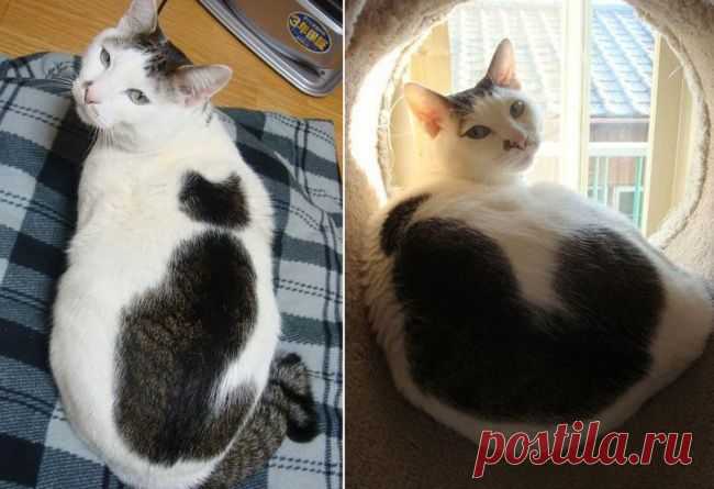 10 кошек, которых раскрашивала сама природа