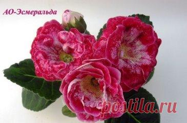 (53) Одноклассники