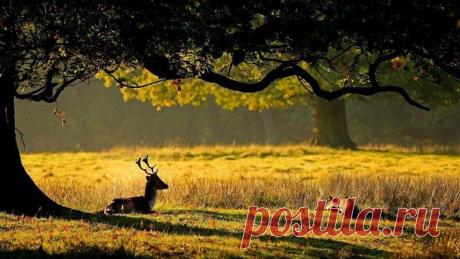 То, что ученые обнаружили в Чернобыле, шокировало весь мир! - Животные - GLAVPOST.COM