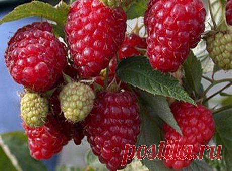 МАЛИНА РЕМОНТАНТНАЯ | Хозяин и Хозяюшка