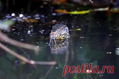 Только тсс! Шри-Ланка. Варан. Фото из альбома Натальи Антипас – nat-geo.ru/photo/user/296135
