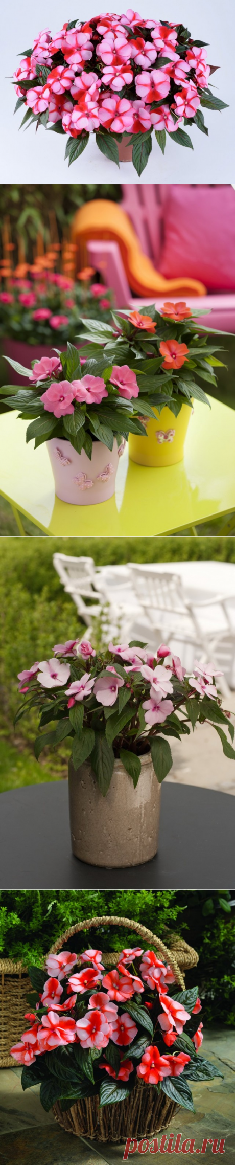 Новогвинейские бальзамины.