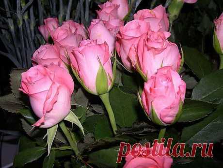 природа