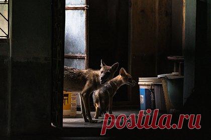 Волк утащил четырехмесячного младенца