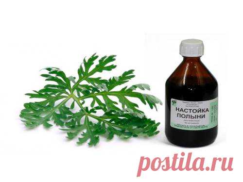 Полынь обыкновенная и ее полезные свойства | Островок Гурмания