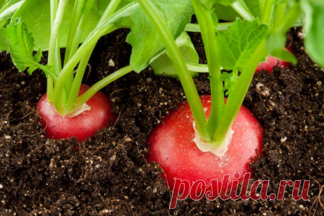 Как вырастить редис на подоконнике / домашний огород / 7dach.ru