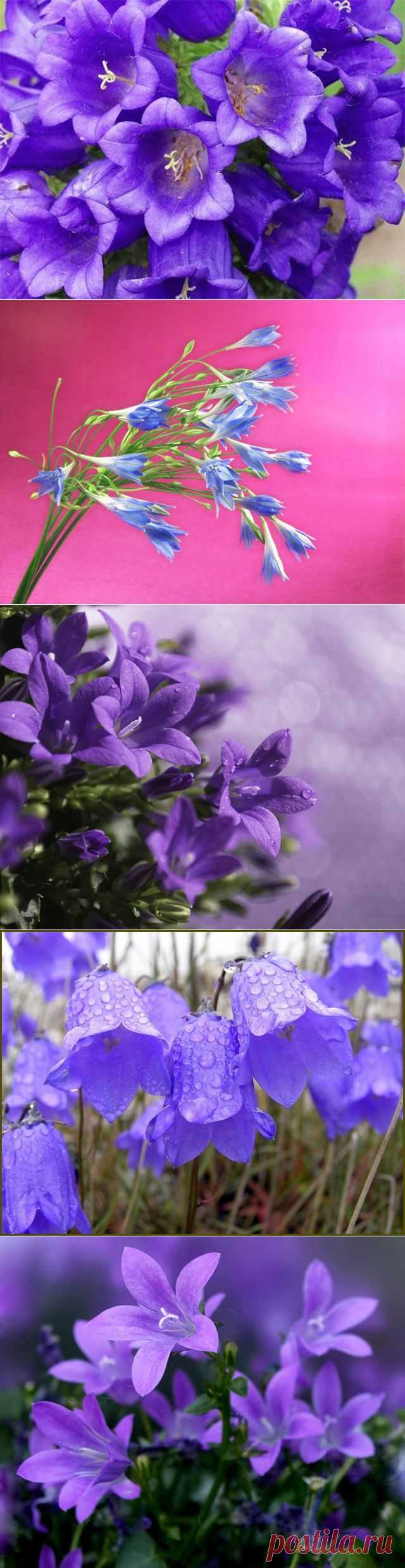 фото цветы колокольчики: