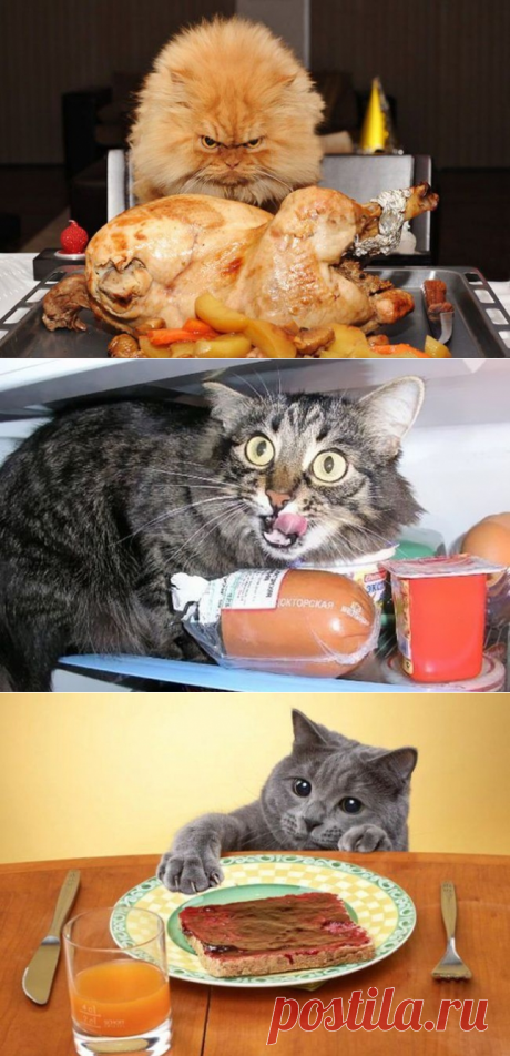 Коты-воришки, которых поймали на месте преступления