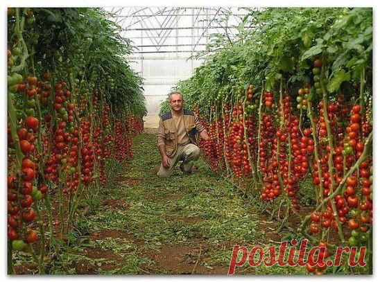 Одноклассники