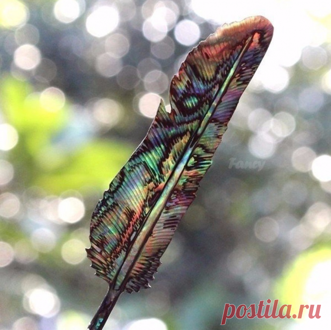 Перо, вырезанное из ракушки. Невероятная красота!