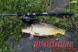 Мой карп в коряжнике